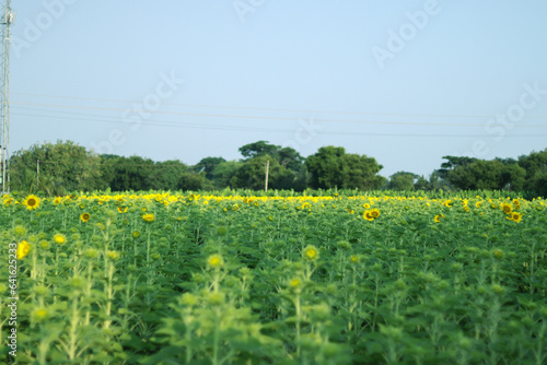 sunflower garden