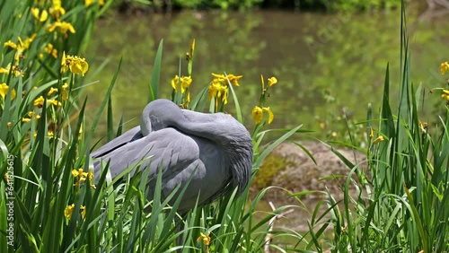 The Blue Crane, Grus paradisea, is an endangered bird specie endemic to Southern Africa. It is the national bird of South Africa photo