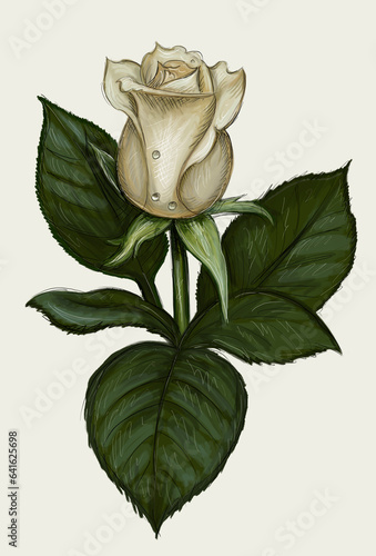 A white rose on white.
