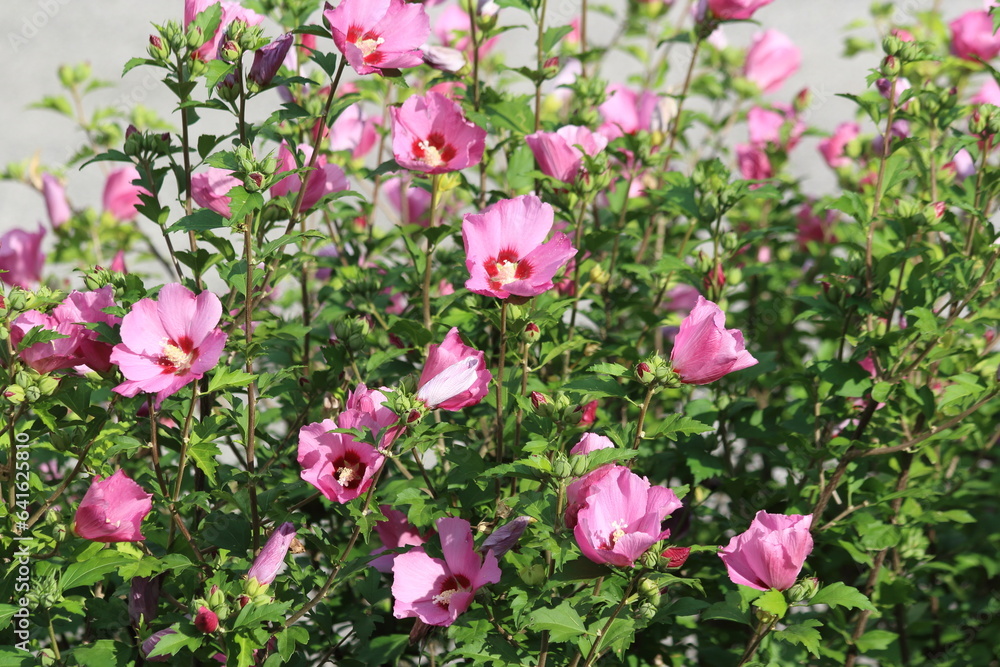 Hibiscus syriacus is one of the common flowering shrubs found in gardens, a species of Hibiscus. 