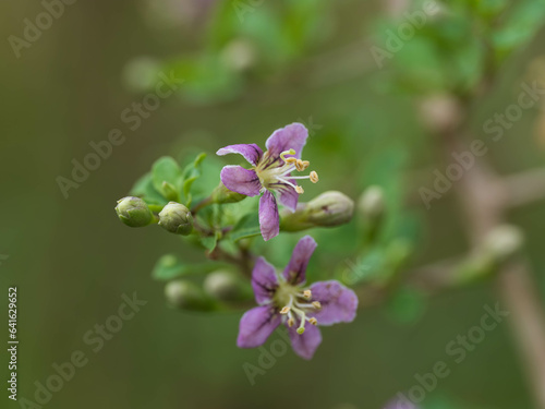 薄紫の枸杞の花 photo