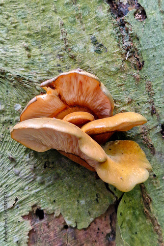 Young fungus Late fall oyster or Olive oysterling (Sarcomyxa serotina) photo