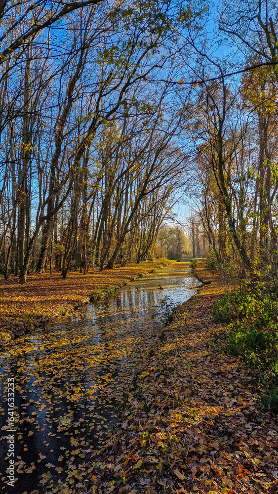 Fototapeta premium Autumn colors and bare trees in a Dutch park, Alblasserdam, South Holland, Netherlands