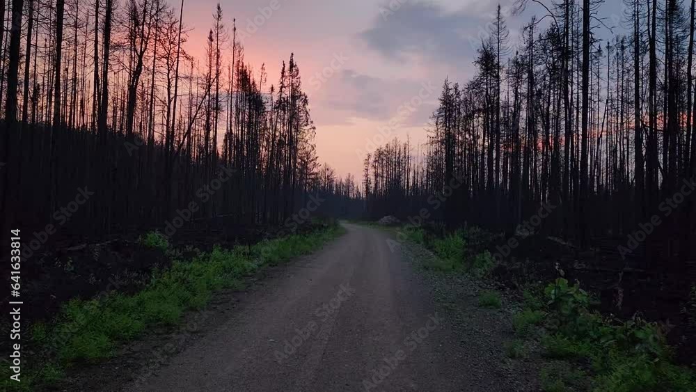 Journey down desolate road after forest fire Kirkland Lake Forest Fire, Canada Journey down desolate road after forest fire Kirkland Lake Forest Fire, Canada