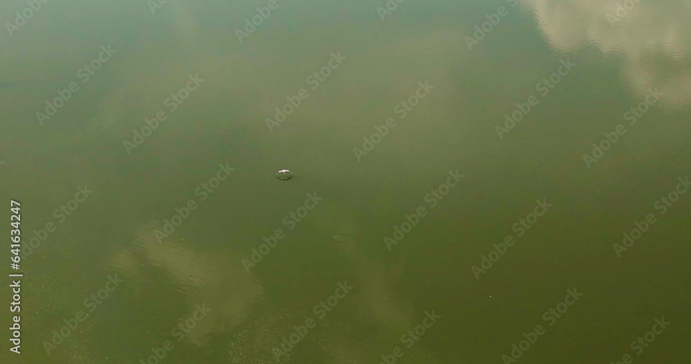 Bird Flying Over Calm Lake Water In Cook's Landing Park, Little Rock, Arkansas, USA - aerial top Bird Flying Over Calm Lake Water In Cook's Landing Park, Little Rock, Arkansas, USA - aerial top