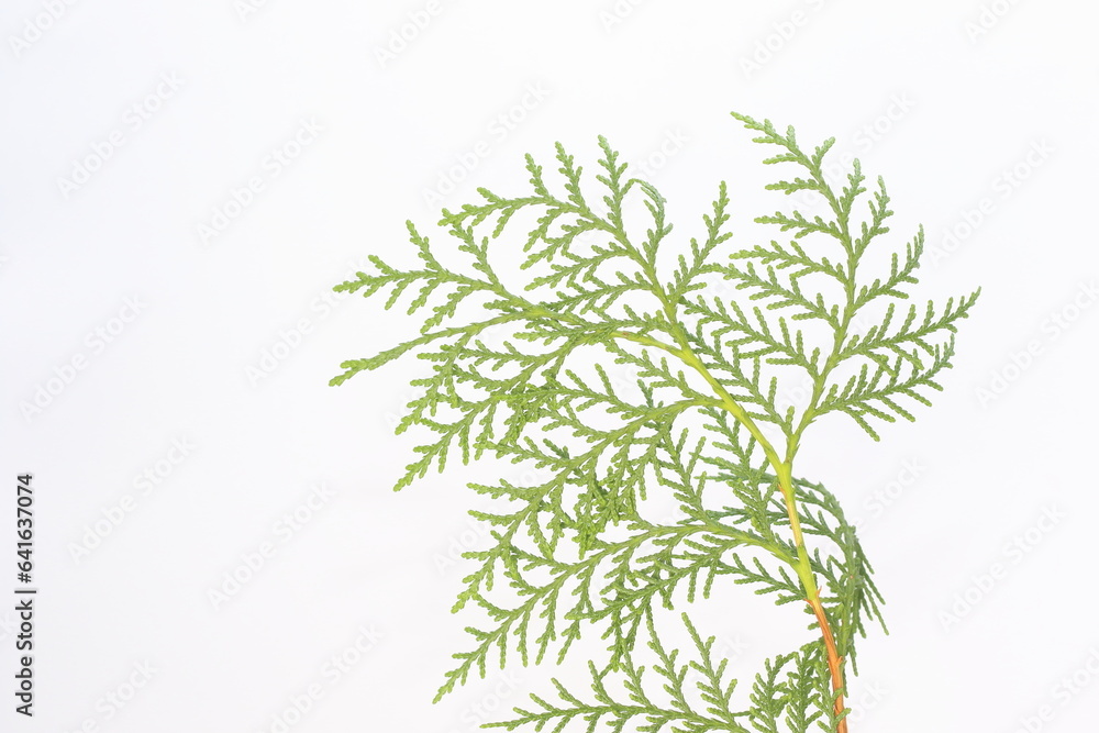 leaves of Thuja Orientalis on white background leaves of Thuja Orientalis on white background
