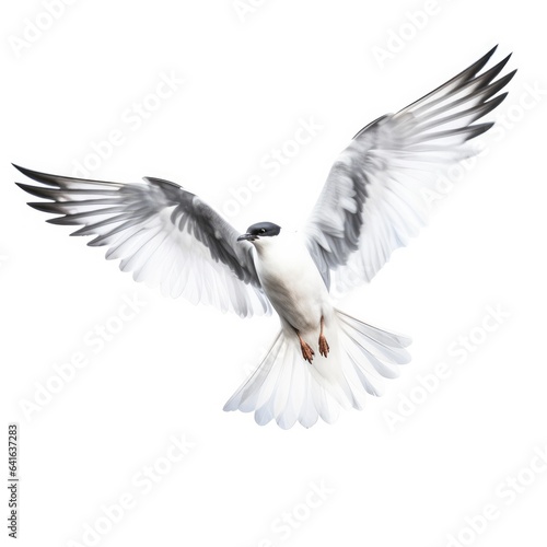 Sabines gull bird isolated on white background.