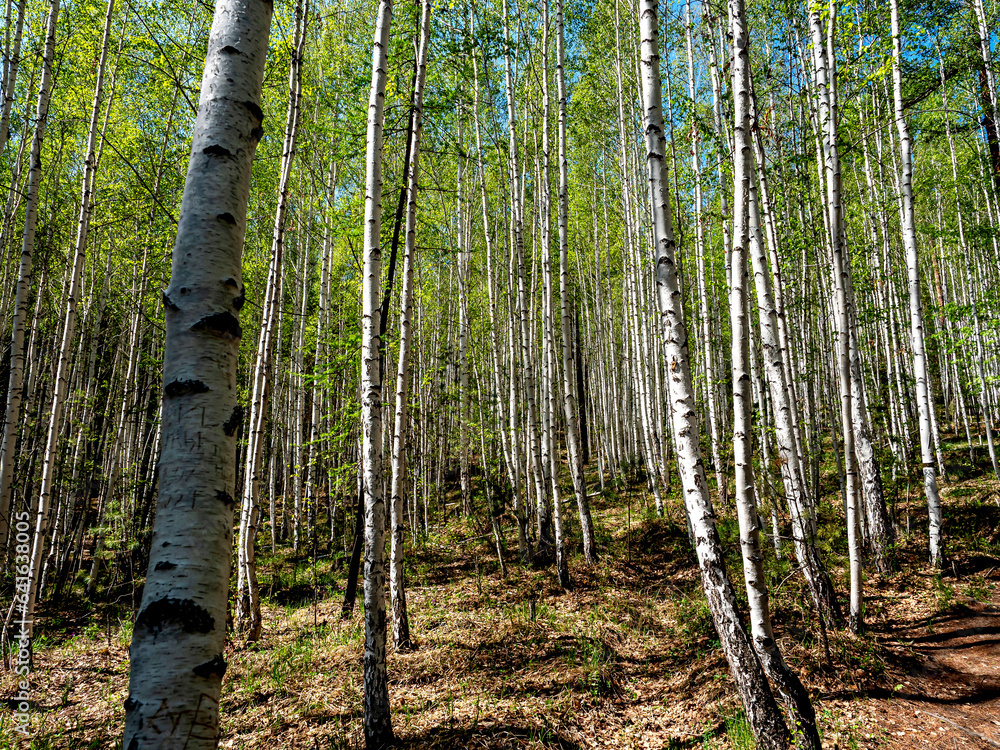Naklejka premium birch spring forest illuminated by the morning sun