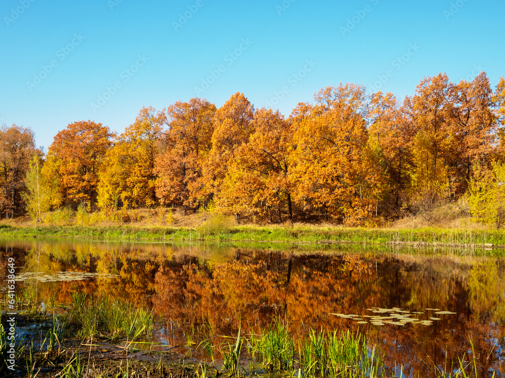 Golden autumn forest