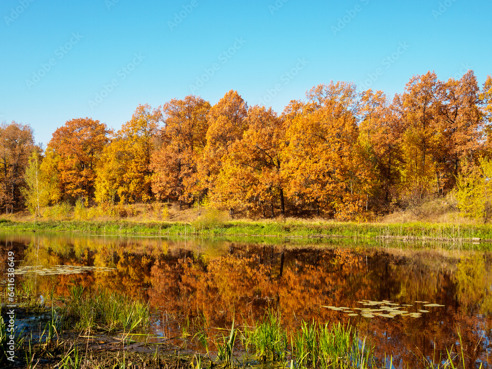 Golden autumn forest Golden autumn forest