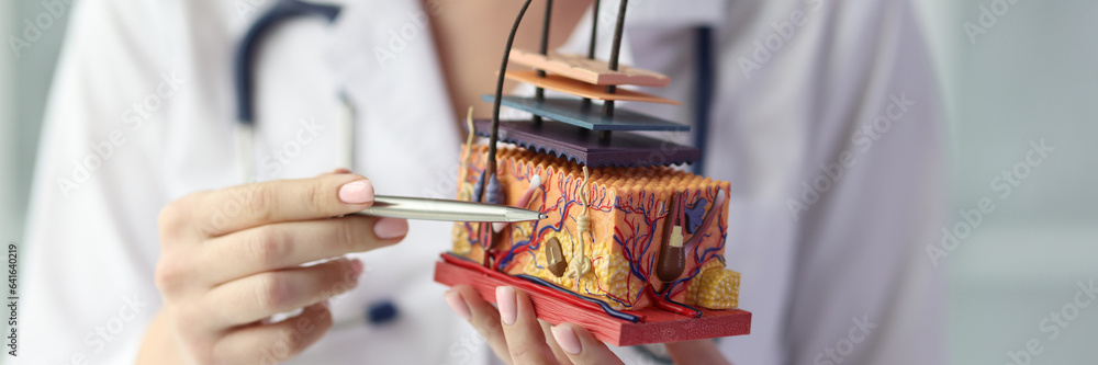 Female dermatologist holding artificial model of human skin with hair