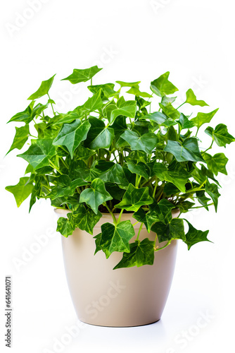 English Ivy in ceramic pot isolated on white background