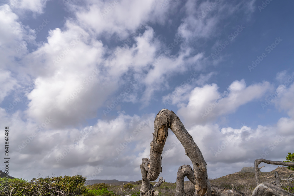 Fototapeta premium The picturesque Caribbean sky with mystical tree