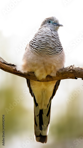 A peaceful dove, geopelia placida, perched on a tree branch. Soft woodland foliage and sky background. This is a small pigeon species endemic to Australia, Papua New Guinea and Indonesia photo
