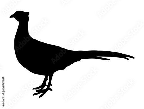 Pheasant bird silhouette vector art white background