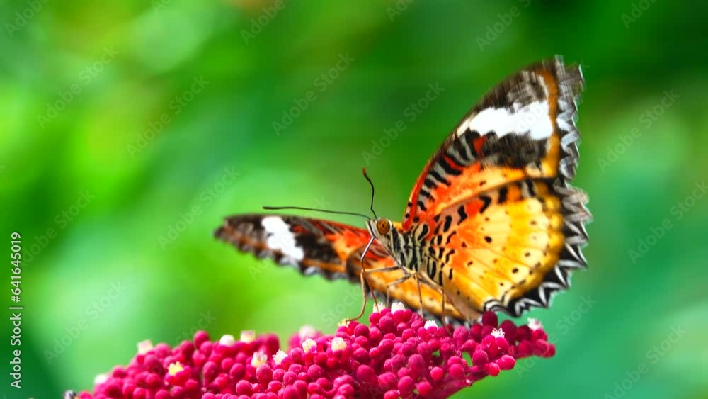 4K Thai butterfly in garden garden summer flower and butterfly flower butterfly flower butterfly 4K Thai butterfly in garden garden summer flower and butterfly flower butterfly flower butterfly