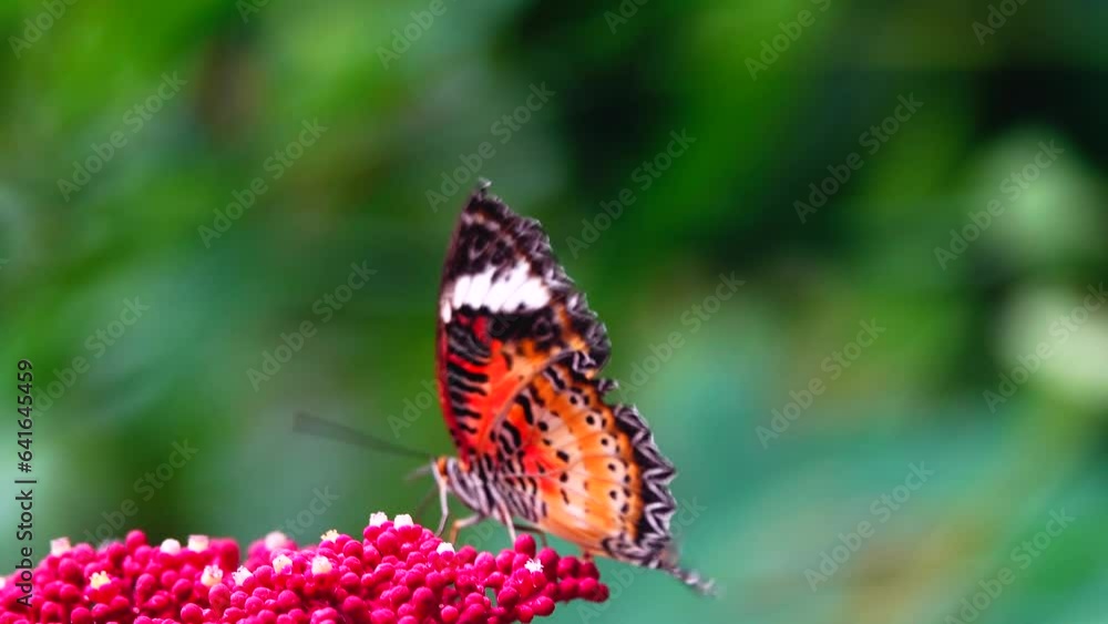 4K Thai butterfly in garden garden summer flower and butterfly flower butterfly flower butterfly 4K Thai butterfly in garden garden summer flower and butterfly flower butterfly flower butterfly