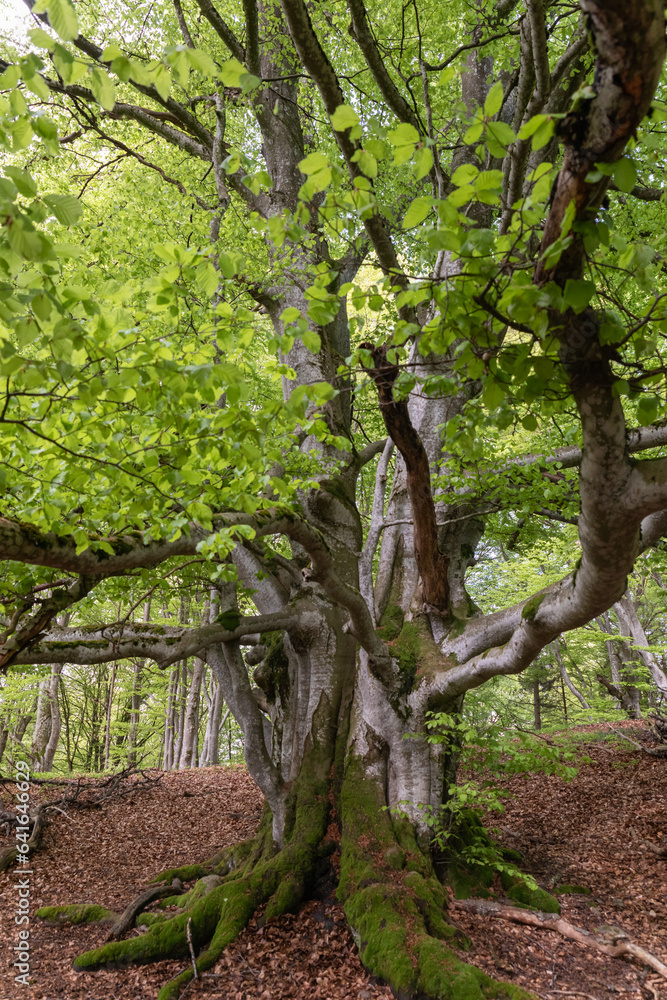 Fototapeta premium Old tree in Albstadt Germany