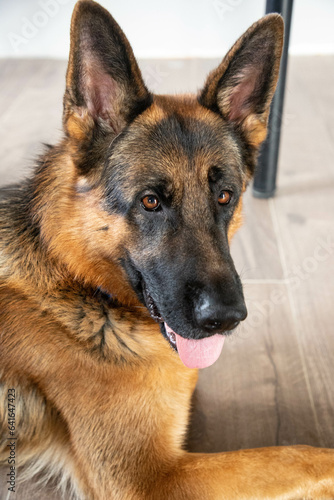 A German shepherd with his tongue sticking out is lying on a tile.