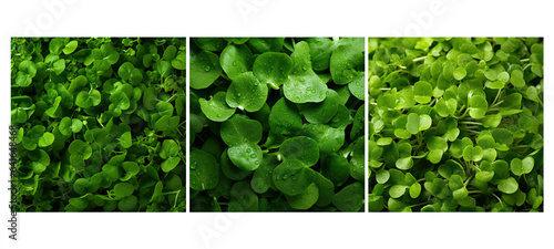 leafy watercress food texture background illustration green salad, fresh vegetable, nutritious peppery leafy watercress food texture background photo