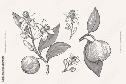 Flowers and fruit of scented neroli in engraving style. Fragrant tropical plant. Botanical vector illustration for floral design in perfumery and cosmetology.