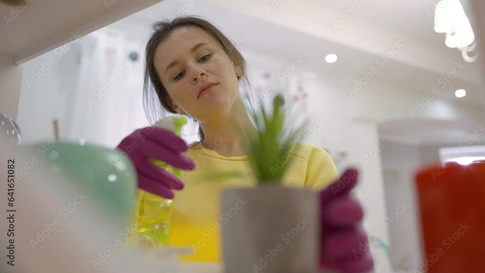 Portrait of young woman spraying water on plant in pot indoors. Beautiful charming Caucasian housewife in gloves taking care of flower at home indoors Portrait of young woman spraying water on plant in pot indoors. Beautiful charming Caucasian housewife in gloves taking care of flower at home indoors