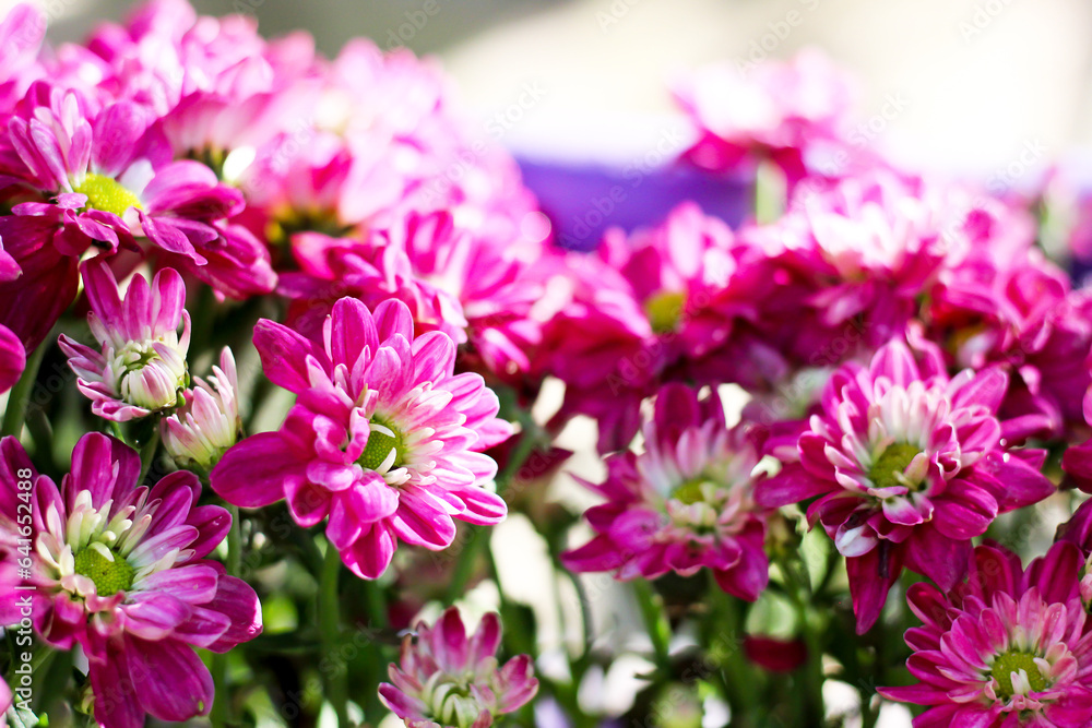 Pink chrysanthemums in the garden. This picture can be used to make a natural background.