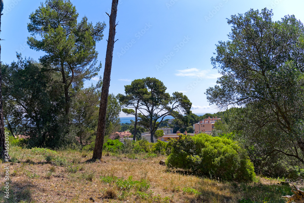 Scenic landscape with trees and blue sky background at Giens Peninsula on a sunny late summer day. Photo taken June 8th, 2023, Giens, Hyères, France.