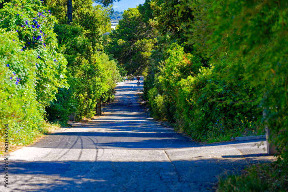 Scenic view of rural road with tree alley on a sunny late spring day near village of Giens. Photo taken June 8th, 2023, Giens, Hyères, France. Scenic view of rural road with tree alley on a sunny late spring day near village of Giens. Photo taken June 8th, 2023, Giens, Hyères, France.