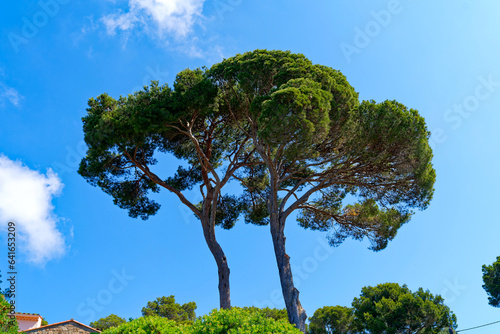 Wallpaper Mural Scenic view of trees and bushes with country house and blue sky background at village of Giens on a sunny late spring day. Photo taken June 8th, 2023, Giens, Hyères, France. Torontodigital.ca