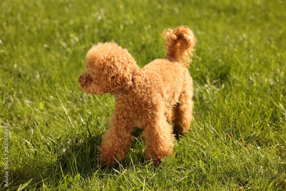 Cute Maltipoo dog on green lawn outdoors Cute Maltipoo dog on green lawn outdoors