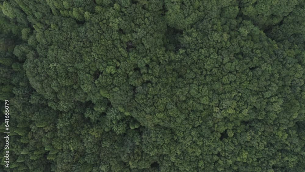 ドローン映像:上空から見る新潟県十日町市、夏の美人林 ドローン映像:上空から見る新潟県十日町市、夏の美人林