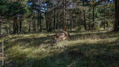 Vaca muerta en un bosque © Tonikko