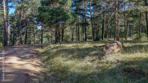 Vaca muerta en un bosque