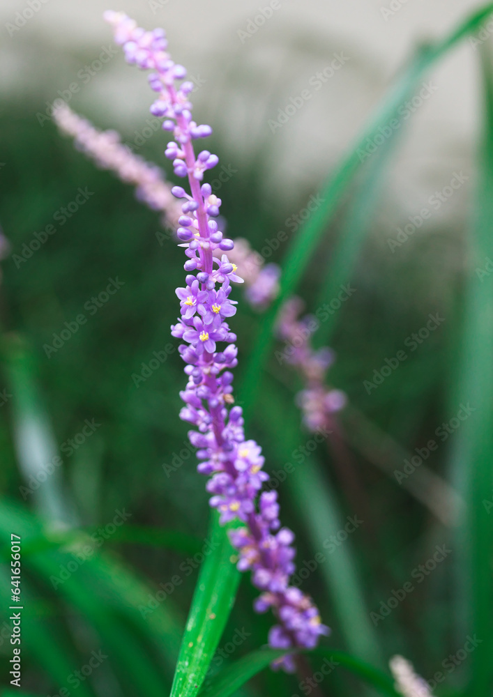 ヤブランの花 ヤブランの花