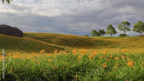 Landscape View Of The Beautiful Tiger Lilies (Daylily) Garden Blooming On The Hill Of Chi Ke Shan (Chike Shan), Yuli, Hualien, Taiwan photo