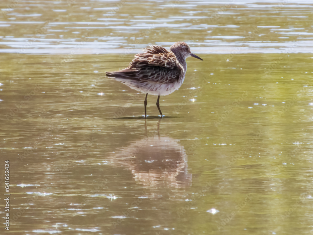 Sharp-tailed Sandpiper in Queensland Australia Sharp-tailed Sandpiper in Queensland Australia