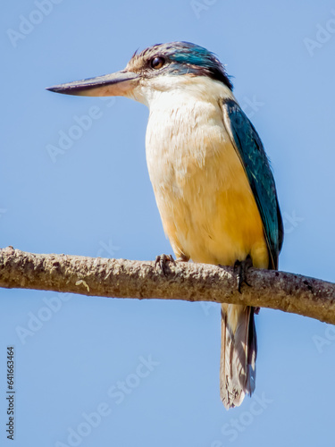 Torresian Kingfisher in Queensland Australia photo