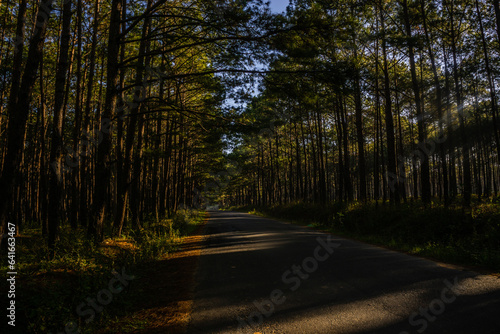 road in the forest