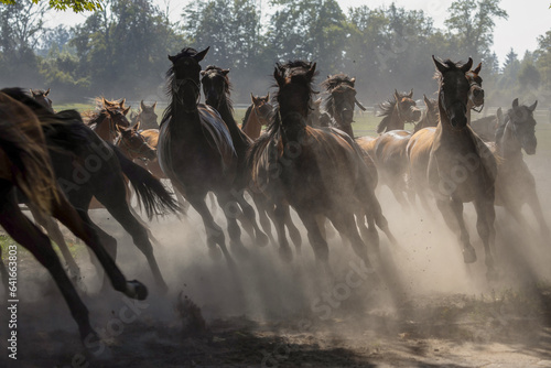 Obraz Horses (Arabian) galloping, dust floating, many horses of different colors during the day