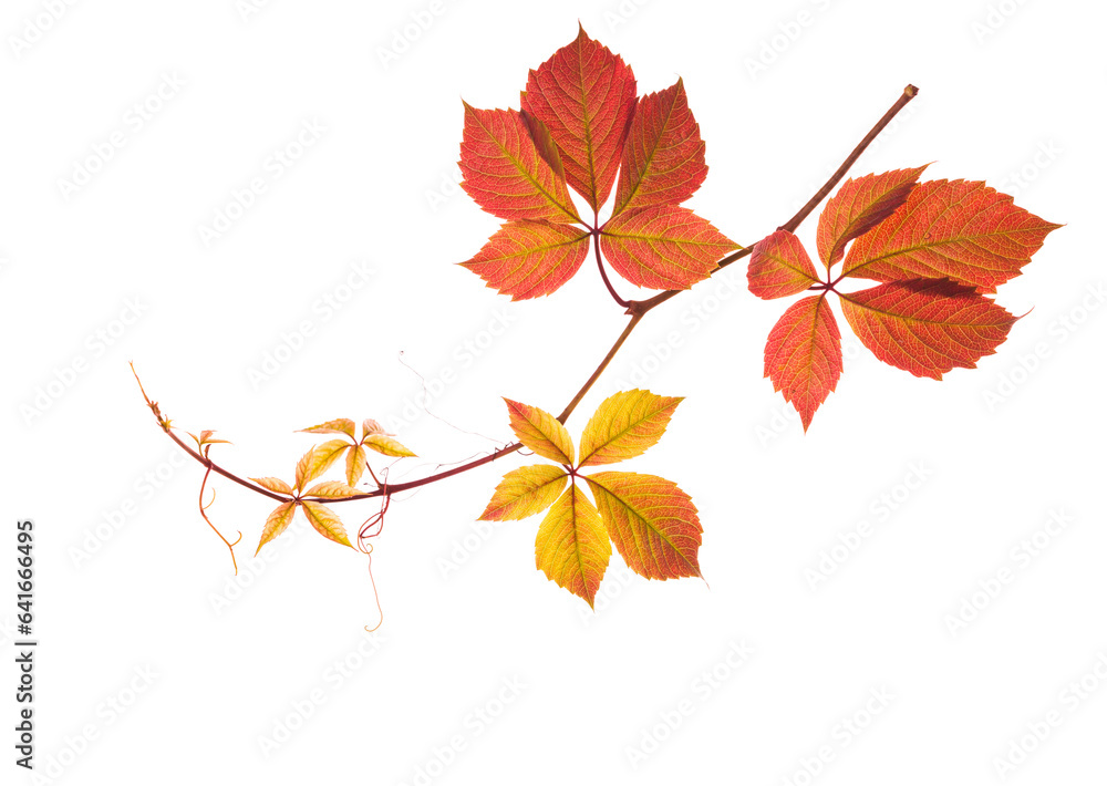 Autumn branch with colorful leaves isolated on white background. Five-Leaved Ivy