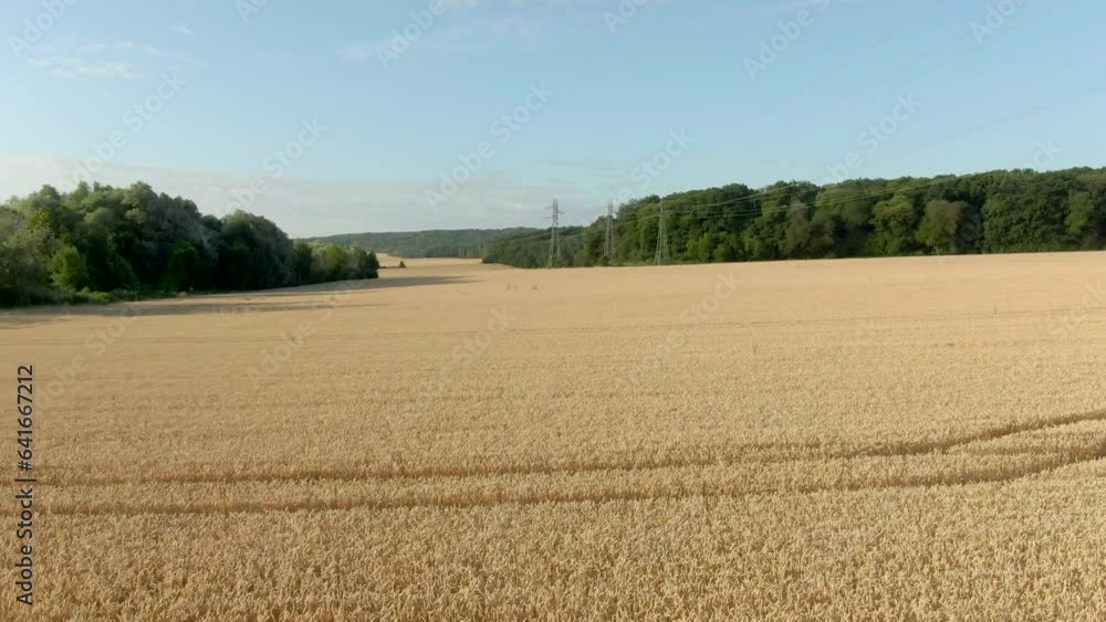 Aerial shooting of a wheat field with high voltage line and forest Aerial shooting of a wheat field with high voltage line and forest