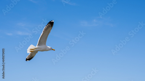 Lesser black backed gull in the air in front of a bright blue sky