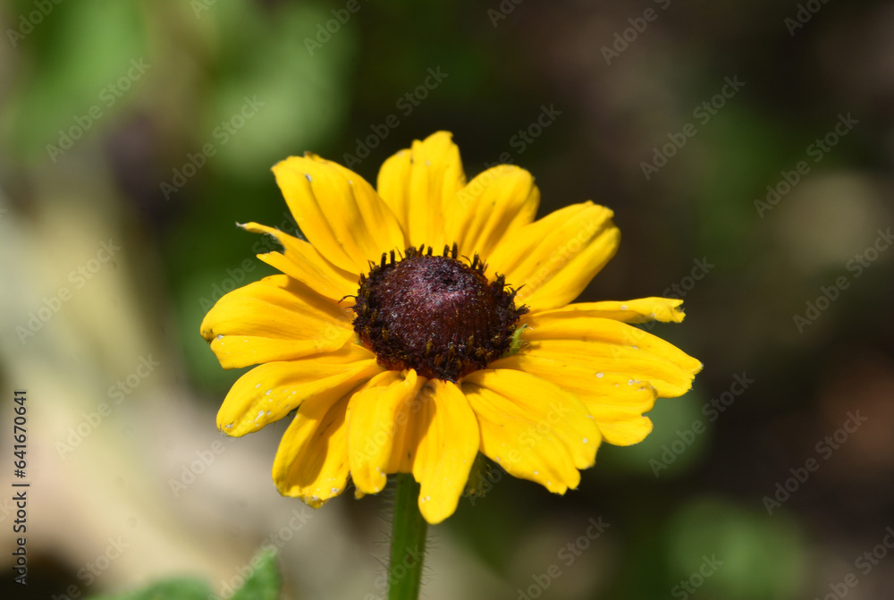 Sensational Flowering Brown Eyed Susan Flower Blossom Sensational Flowering Brown Eyed Susan Flower Blossom