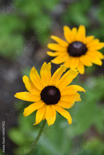 Pair of Blooming Black Eyed Susan Flowers in Bloom