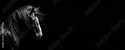 Black and white banner of a magnificent black stallion horse isolated on black background with copy space © JoelMasson