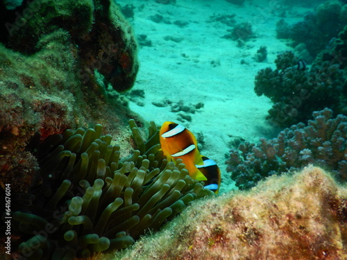 Clownfish or anemonefish