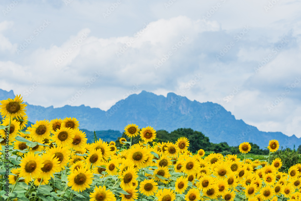 Obraz premium 妙義山と満開のヒマワリ 群馬県富岡市丹生湖