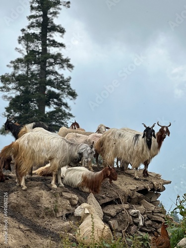 Fototapeta Naklejka Na Ścianę i Meble -  Goats in the mountains