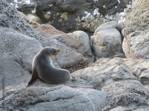 Young Sea Lion sitting on rocks by beach © AnuMonica